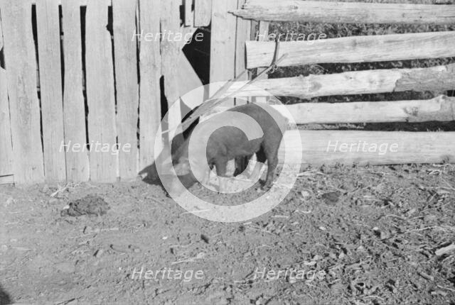 Pig in a sharecropper's yard, Hale County, Alabama, 1936. Creator: Walker Evans.