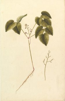 Flower Study, ca. 1820. Creator: Anon.