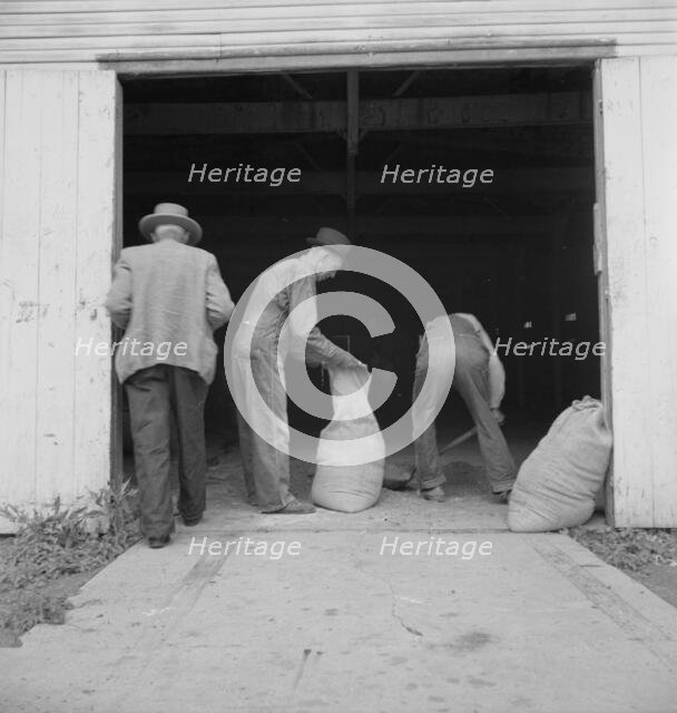 Farmers sack mixed grasshopper bait for use on their farms, Oklahoma City, Oklahoma, 1937. Creator: Dorothea Lange.