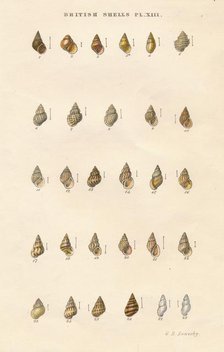 'British Shells', c1859. Creator: George Brettingham Sowerby.