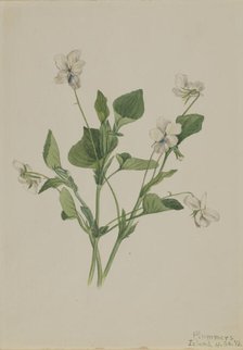 Cream Violet (Viola striata), 1918. Creator: Mary Vaux Walcott.