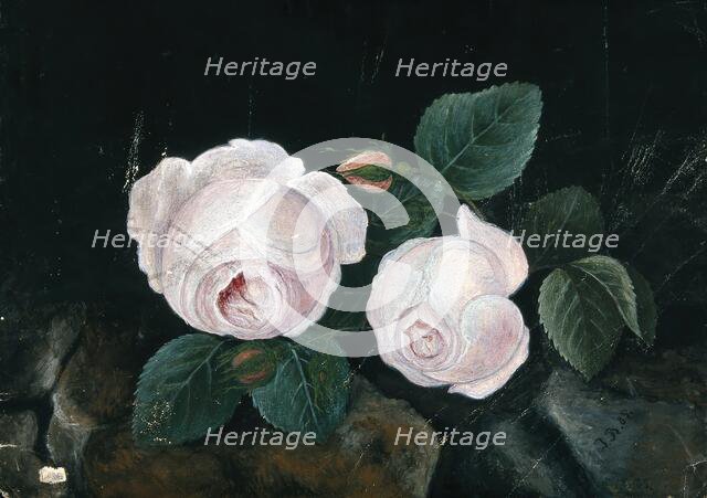 Two white roses, in a still-life, 1885. Creator: Unknown.