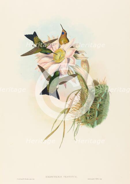 Eriocnemis vestitus (Glowing Puff-Leg). Creators: John Gould, Henry Constantine Richter.