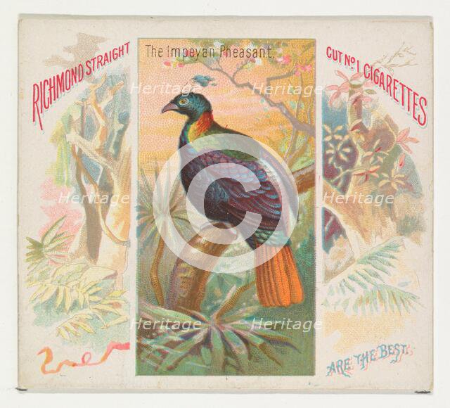 The Impeyan Pheasant, from Birds of the Tropics series (N38) for Allen & Ginter Cigarettes..., 1889. Creator: Allen & Ginter.
