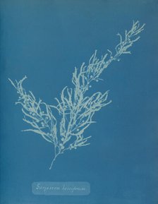 Sargassum bacciferum, ca. 1853. Creator: Anna Atkins.