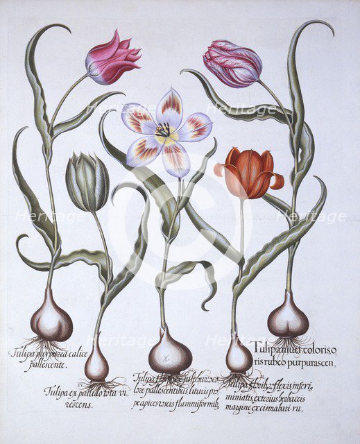 Varieties of Tulip, from 'Hortus Eystettensis', by Basil Besler (1561-1629), pub. 1613 (hand-coloure