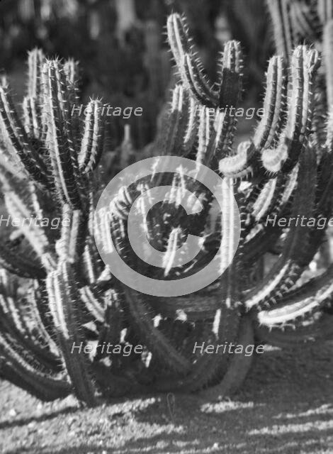 Travel views of the American Southwest, between 1899 and 1928. Creator: Arnold Genthe.