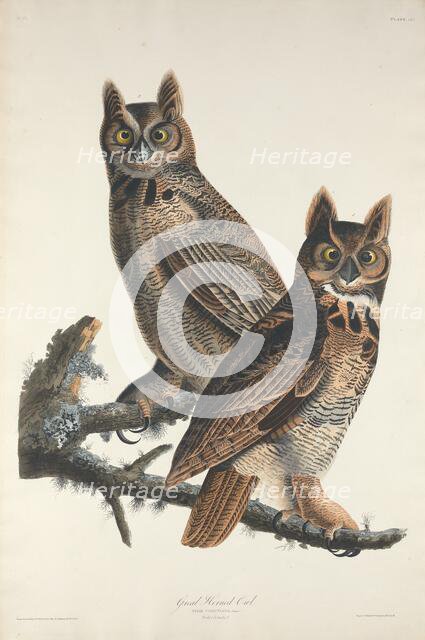 Great Horned Owl, 1829. Creator: Robert Havell.