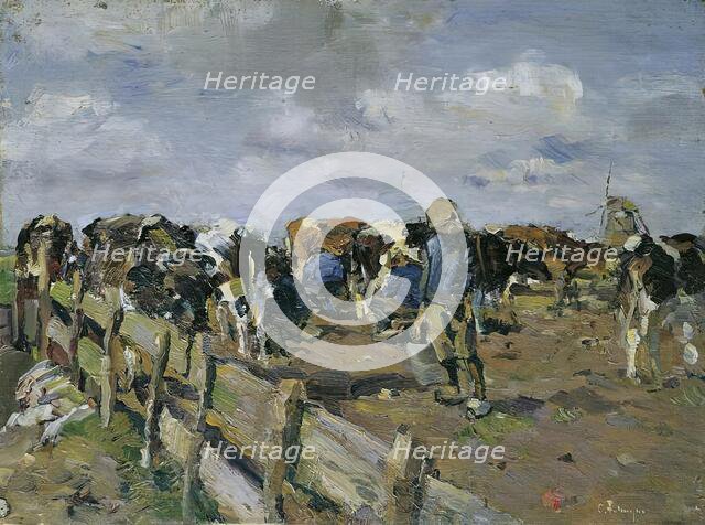 Milking of the cows, undated. (c1920s) Creator: Carl Fahringer.