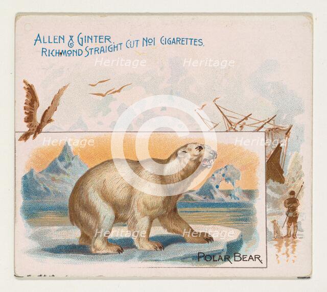 Polar Bear, from Quadrupeds series (N41) for Allen & Ginter Cigarettes, 1890. Creator: Allen & Ginter.