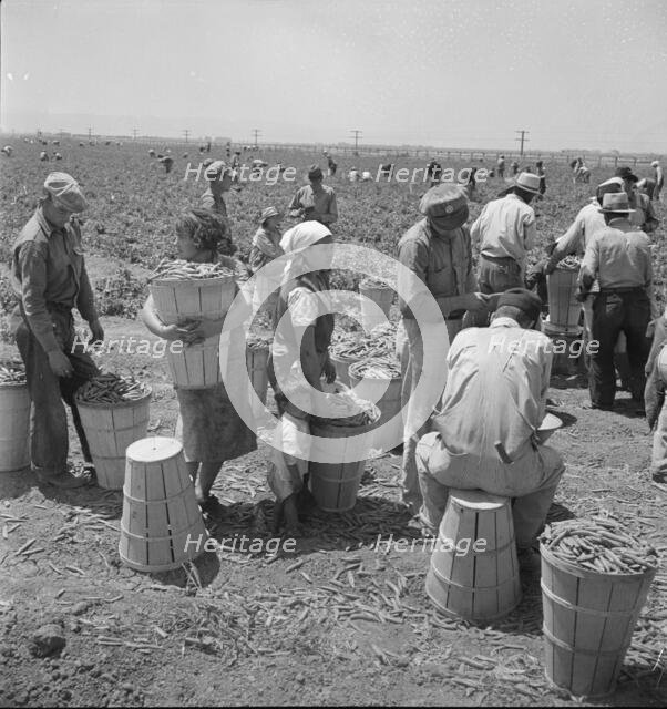 Migrant pea pickers, near Westley, California, 1938. Creator: Dorothea Lange.