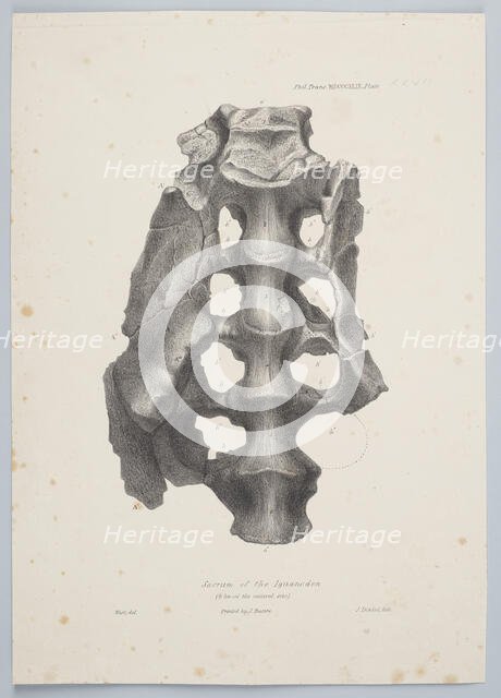 Sacrum of the Iguanodon, 1849. Creator: Joseph Dinkel.
