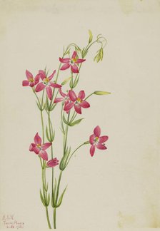 Pink Centaurium (Centaurium venustum), 1925. Creator: Mary Vaux Walcott.