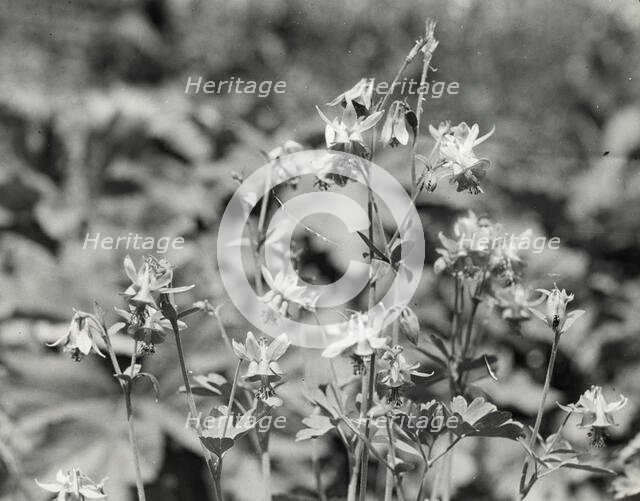 Columbine (aguilegia), between 1910 and 1935. Creator: Frances Benjamin Johnston.