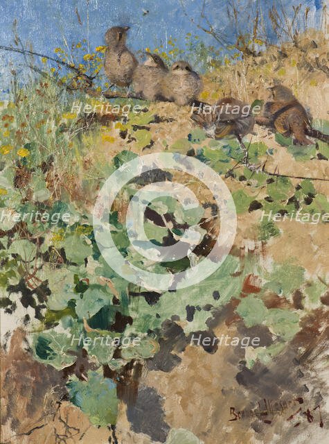 Nestlings of Red-Backed Shrike, 1887. Creator: Bruno Liljefors.