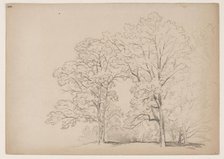 Grove of Trees, between 1831 and 1893. Creator: John William Casilear.