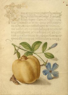 Periwinkle, Apple, and Lizard; Mira calligraphiae monumenta, 1561-1562; illumination added 1591-1596 Creator: Joris Hoefnagel.