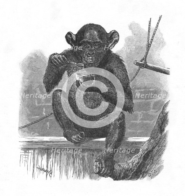 The Chimpanzee Sally.', c1900. Artist: Helena J. Maguire.