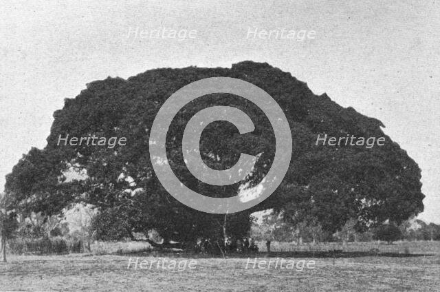 ''Cailcedrat; L'Ouest Africain', 1914. Creator: Unknown.