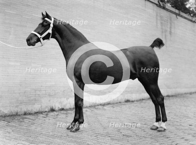 Horse Shows - Horses, 1912. Creator: Harris & Ewing.