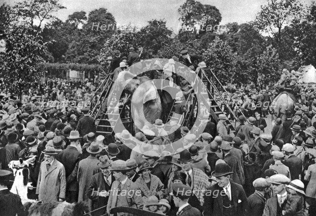 Elephant rides at London Zoo, 1926-1927. Artist: McLeish