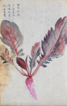 A radish (Raphanus species): root and leaves. Creator: Unknown.