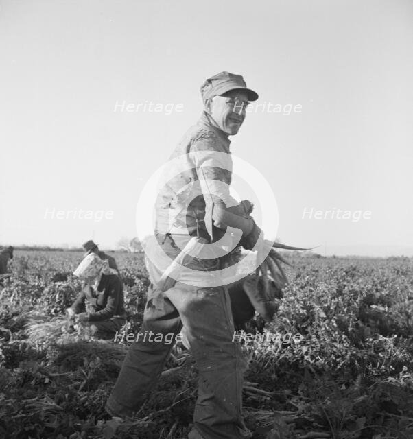 Migratory field worker pulling carrots, Imperial Valley, California, 1939. Creator: Dorothea Lange.