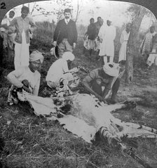 Skinning a dead tiger, shoot of the Maharajah of Cooch Behar, India, c1900s(?).Artist: Underwood & Underwood