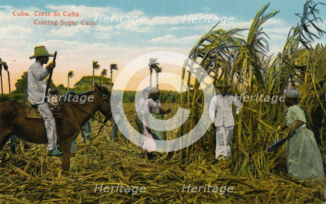 Cuba: Corte de Cana. Cutting Sugar Cane, c1910. Artist: Unknown