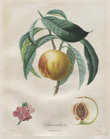 Traité des arbres fruitiers: Chancellière, 1808-1835. Creator: Henri Louis Duhamel du Monceau (French, 1700-1782).