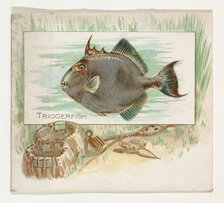 Triggerfish, from Fish from American Waters series (N39) for Allen & Ginter Cigarettes, 1889. Creator: Allen & Ginter.