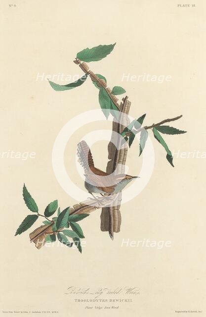 Bewick's Long-tailed Wren, 1827. Creator: Robert Havell.