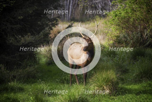 Roosavelt Elk. Creator: Joshua Johnston.