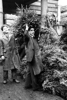 Man selling a Christmas tree, Covent Garden Market, London, 1952. Artist: Henry Grant