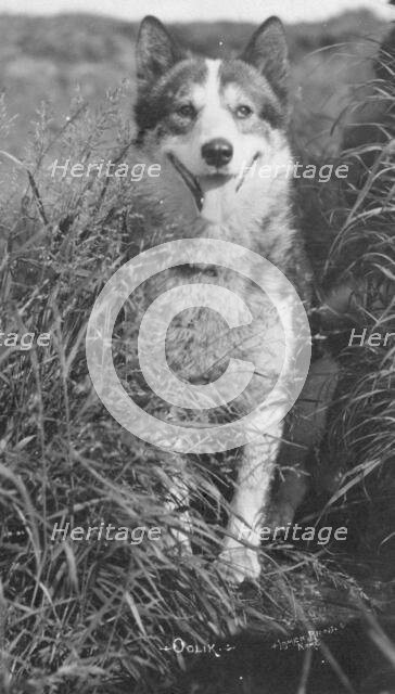 Oolik, an Alaskan huskie, between c1900 and c1930. Creator: Lomen Brothers.