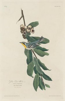 Yellow-throated Warbler, 1830. Creator: Robert Havell.