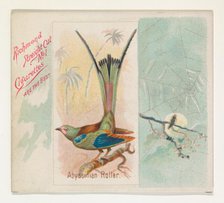 Abyssinian Roller, from the Song Birds of the World series (N42) for Allen & Ginter Cigare..., 1890. Creator: Allen & Ginter.