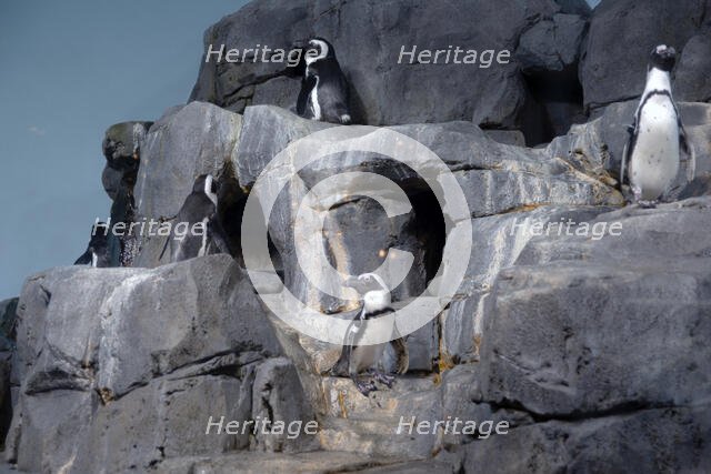 Penguins, Monterey Bay Aquarium, Monterey, California, USA, 2022. Creator: Ethel Davies.
