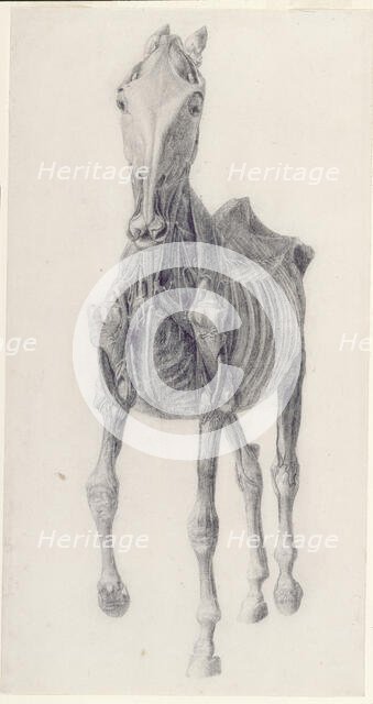 Finished study for 'The Ninth Anatomical Table of the Muscles ... of the Horse', 1756. Creator: George Stubbs.