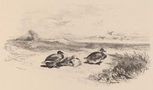 Canards Sauvages. Creator: Karl Bodmer.