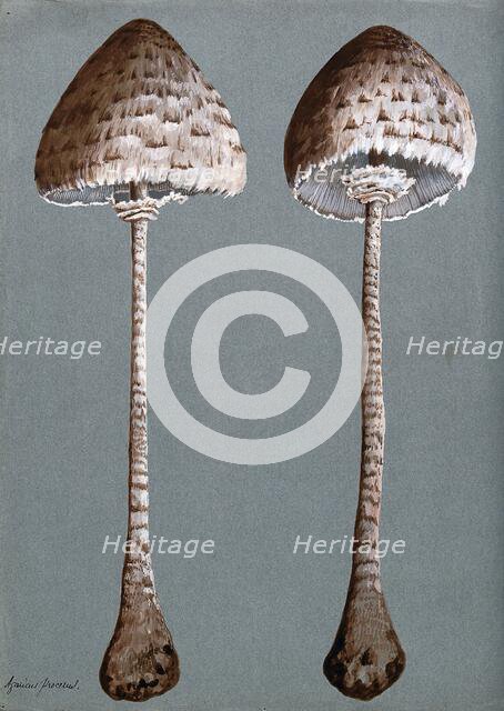 Parasol mushrooms (Lepiota procera): two fruiting bodies, c1890s. Creator: Unknown.