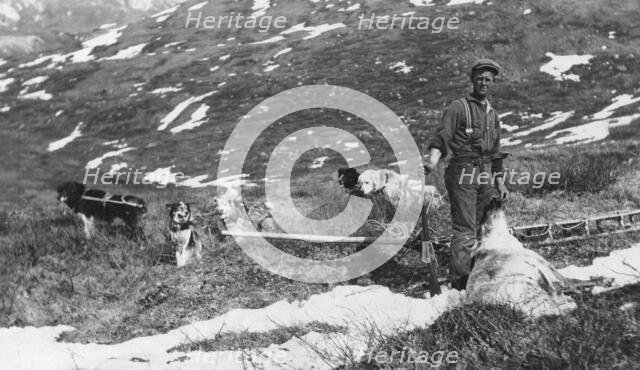 Caribou shot on the north side of Mt. McKinley and dog team ready to haul the meat to camp, 1912. Creator: Browne, Belmore.