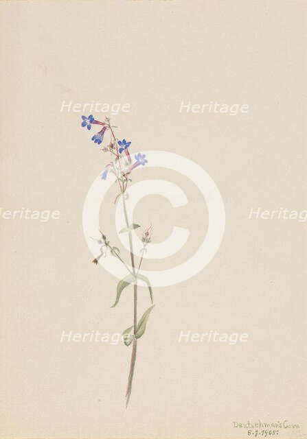 Pentstemon (Pentstemon procerus), 1905. Creator: Mary Vaux Walcott.