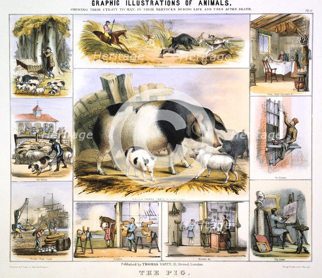 'The Pig', c1850. Artist: Benjamin Waterhouse Hawkins