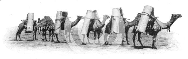 'Transport de materiaux a dos chameau dans le partie septentrionale de 'lAustralie du Sud..., 1914. Creator: Unknown.