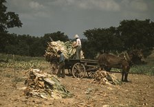 Taking Burley tobacco in from the fields after it had been cut...Russell Spears' farm, Ky., 1940. Creator: Marion Post Wolcott.