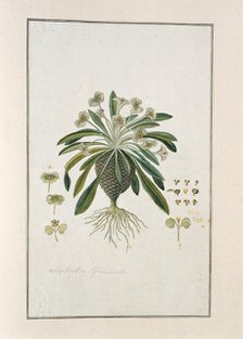 Euphorbia Bupleurifolia Jacq., 1777-1786. Creator: Robert Jacob Gordon.
