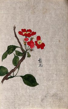 A pear (Pyrus species): flowering branch. Creator: Unknown.