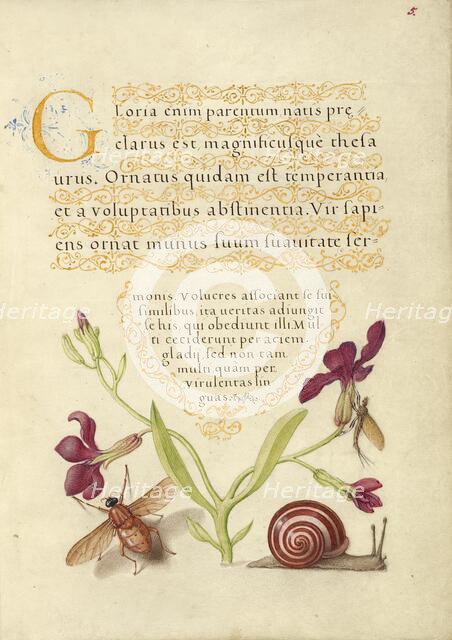 Gillyflower, Mayfly, Fly, and Snail, 1561-1562; illumination added 1591-1596. Creator: Joris Hoefnagel.