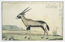 Oryx gazella (Gemsbok), 1777-1786. Creator: Robert Jacob Gordon.